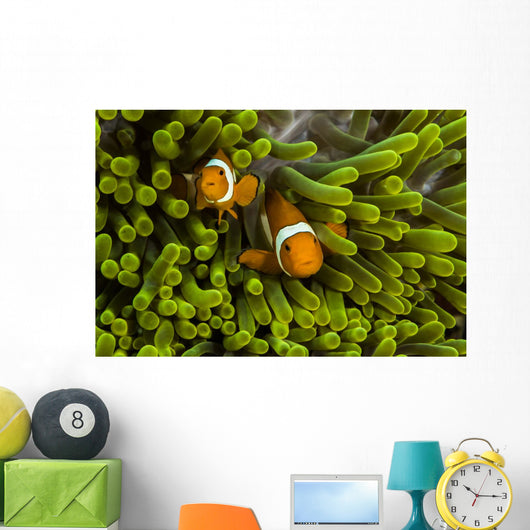 False Clown Anemonefish Hide Wall Decal