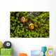 False Clown Anemonefish Hide Wall Decal