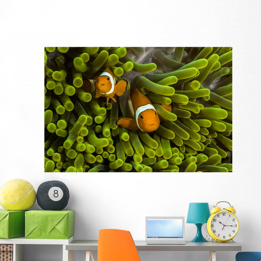 False Clown Anemonefish Hide Wall Decal