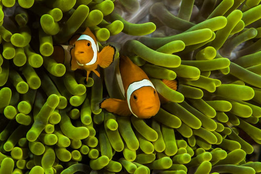 False Clown Anemonefish Hide Wall Decal