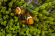 False Clown Anemonefish Hide Wall Decal