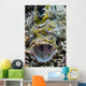 Crocodile Flathead Opens Mouth Wall Decal