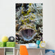 Crocodile Flathead Opens Mouth Wall Decal