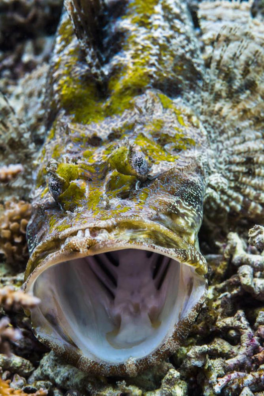 Crocodile Flathead Opens Mouth Wall Decal