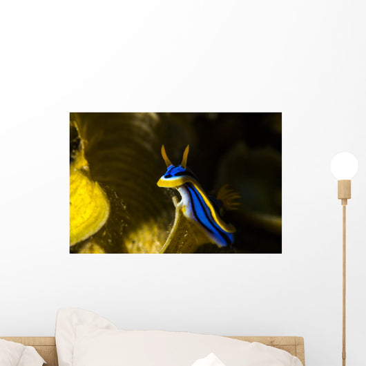 Chromodoris Elisabethina Bergh Nudibranch Wall Decal