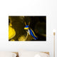 Chromodoris Elisabethina Bergh Nudibranch Wall Decal