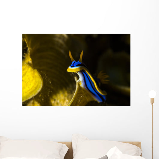 Chromodoris Elisabethina Bergh Nudibranch Wall Decal