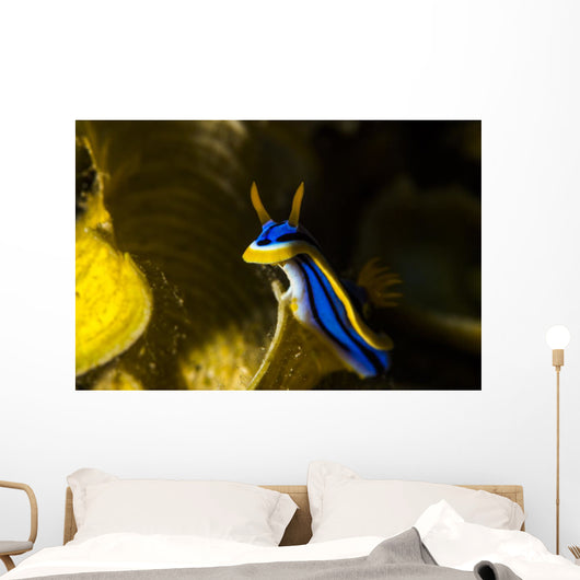 Chromodoris Elisabethina Bergh Nudibranch Wall Decal