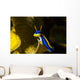 Chromodoris Elisabethina Bergh Nudibranch Wall Decal