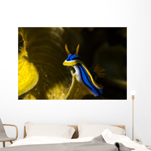 Chromodoris Elisabethina Bergh Nudibranch Wall Decal