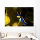 Chromodoris Elisabethina Bergh Nudibranch Wall Decal