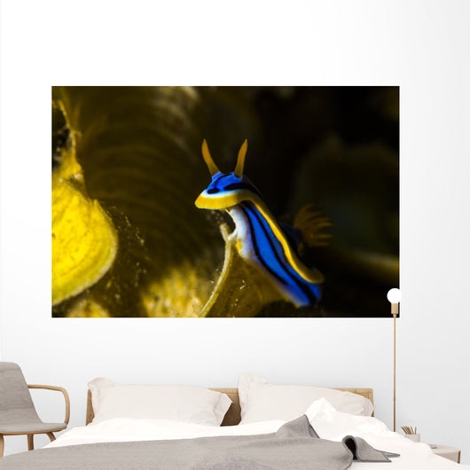 Chromodoris Elisabethina Bergh Nudibranch Wall Decal