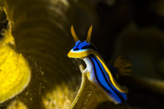 Chromodoris Elisabethina Bergh Nudibranch Wall Decal