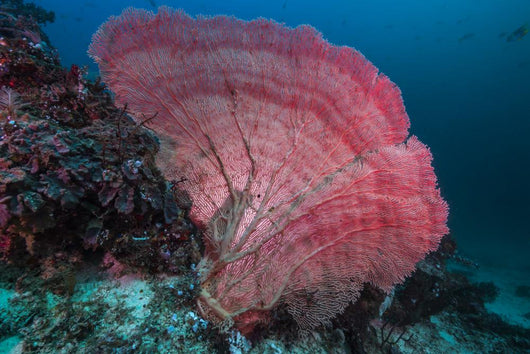 Sea Fan Raja Ampat Wall Decal