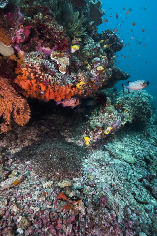 Coral Reef Raja Ampat Swimming Fish Wall Decal