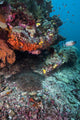 Coral Reef Raja Ampat Swimming Fish Wall Decal