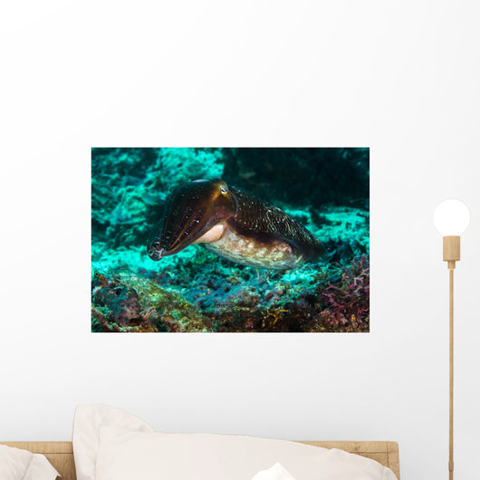 Cuttlefish Raja Ampat Indonesia Wall Decal