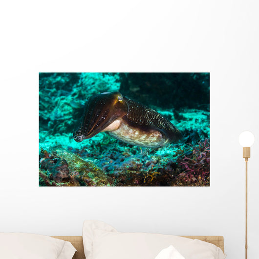 Cuttlefish Raja Ampat Indonesia Wall Decal
