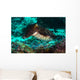 Cuttlefish Raja Ampat Indonesia Wall Decal