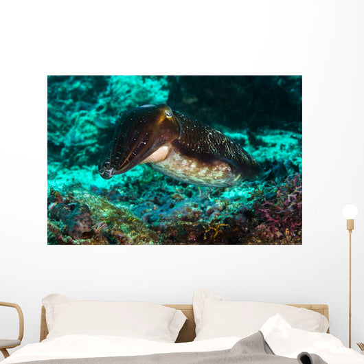 Cuttlefish Raja Ampat Indonesia Wall Decal
