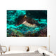 Cuttlefish Raja Ampat Indonesia Wall Decal