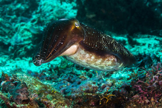 Cuttlefish Raja Ampat Indonesia Wall Decal