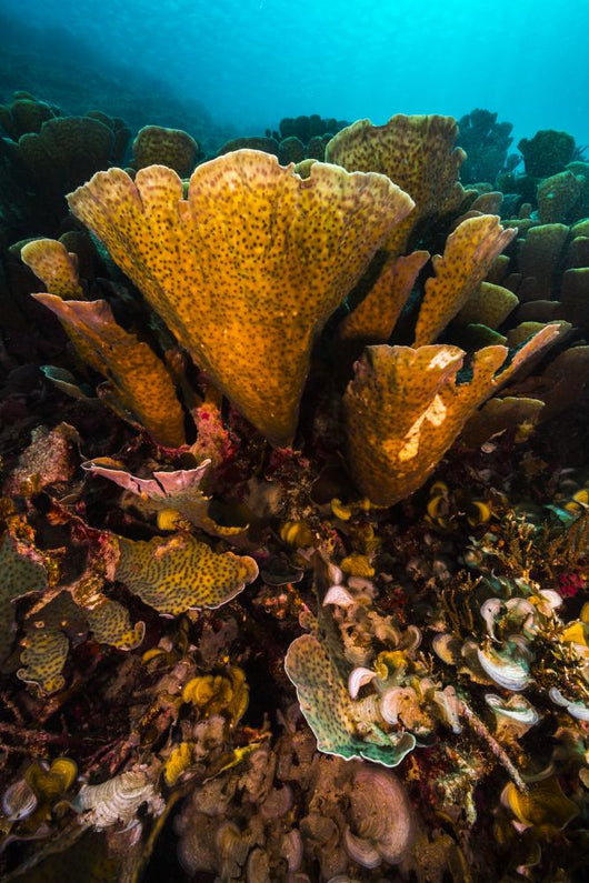 Coral Reef Raja Ampat Yellow Wall Decal
