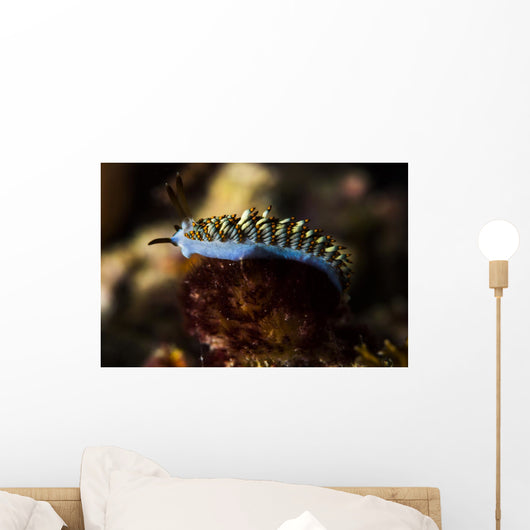 Cuthona Nudibranch Raja Ampat Wall Decal