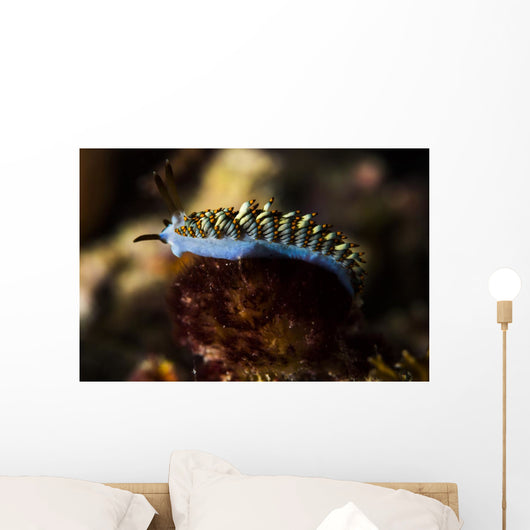 Cuthona Nudibranch Raja Ampat Wall Decal