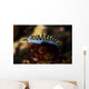 Cuthona Nudibranch Raja Ampat Wall Decal
