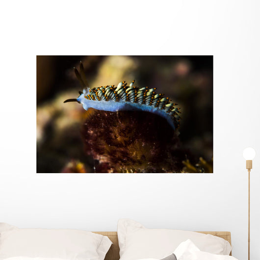 Cuthona Nudibranch Raja Ampat Wall Decal