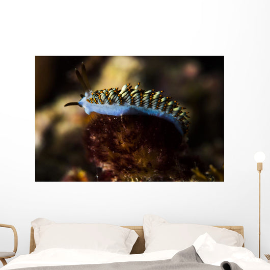 Cuthona Nudibranch Raja Ampat Wall Decal