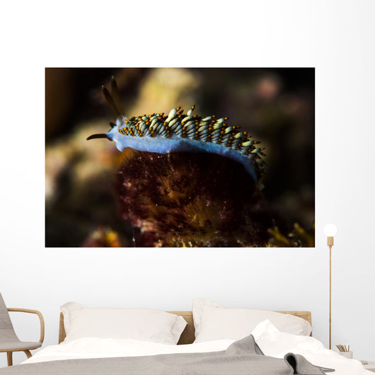 Cuthona Nudibranch Raja Ampat Wall Decal