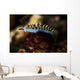 Cuthona Nudibranch Raja Ampat Wall Decal