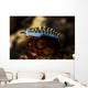 Cuthona Nudibranch Raja Ampat Wall Decal