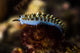 Cuthona Nudibranch Raja Ampat Wall Decal