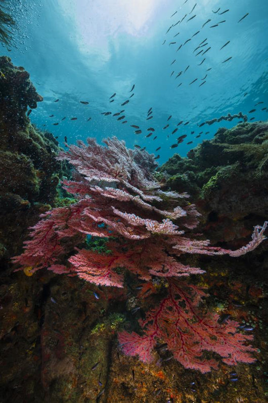 Coral Reef Raja Ampat Light Wall Decal
