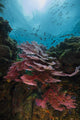 Coral Reef Raja Ampat Light Wall Decal