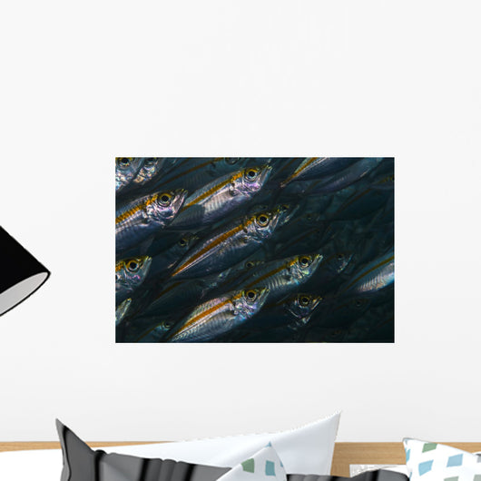 Oxeye Scad Raja Ampat Wall Decal