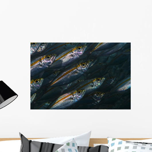 Oxeye Scad Raja Ampat Wall Decal