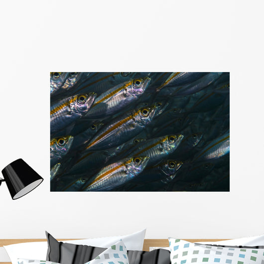 Oxeye Scad Raja Ampat Wall Decal