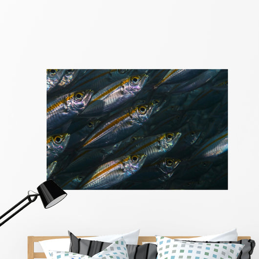 Oxeye Scad Raja Ampat Wall Decal