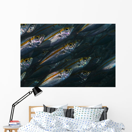 Oxeye Scad Raja Ampat Wall Decal