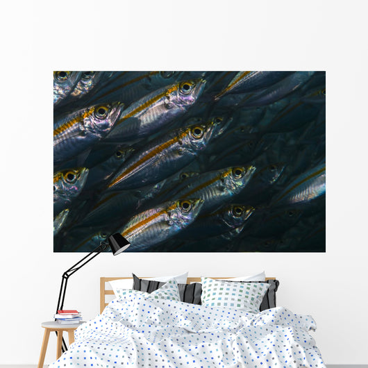 Oxeye Scad Raja Ampat Wall Decal