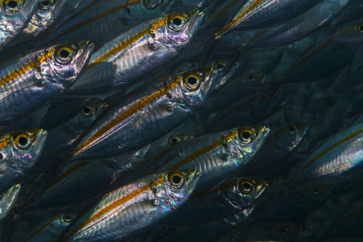 Oxeye Scad Raja Ampat Wall Decal