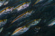 Oxeye Scad Raja Ampat Wall Decal
