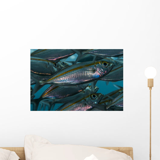 Oxeye Scad Raja Ampat Close-up Wall Decal