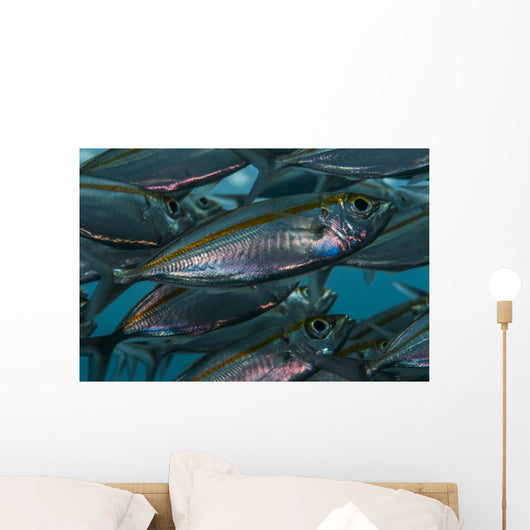 Oxeye Scad Raja Ampat Close-up Wall Decal