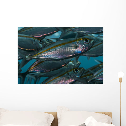 Oxeye Scad Raja Ampat Close-up Wall Decal