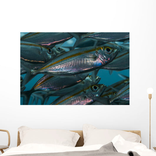 Oxeye Scad Raja Ampat Close-up Wall Decal